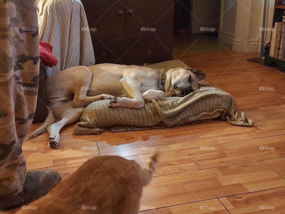 lazy day for this big ol brute, half on half off his bed. not a care in the world.