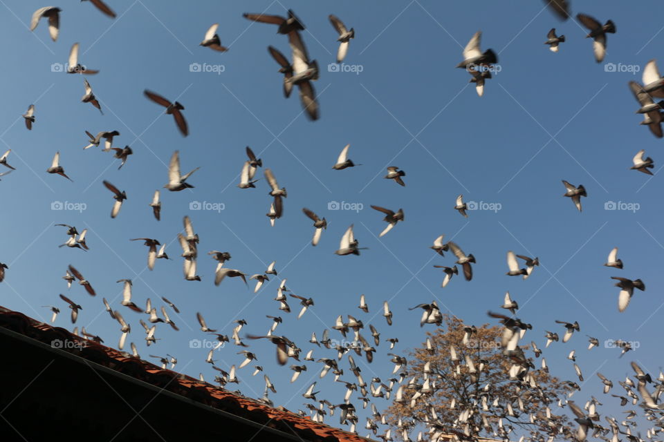 Bird, Goose, Seagulls, Wildlife, Flight