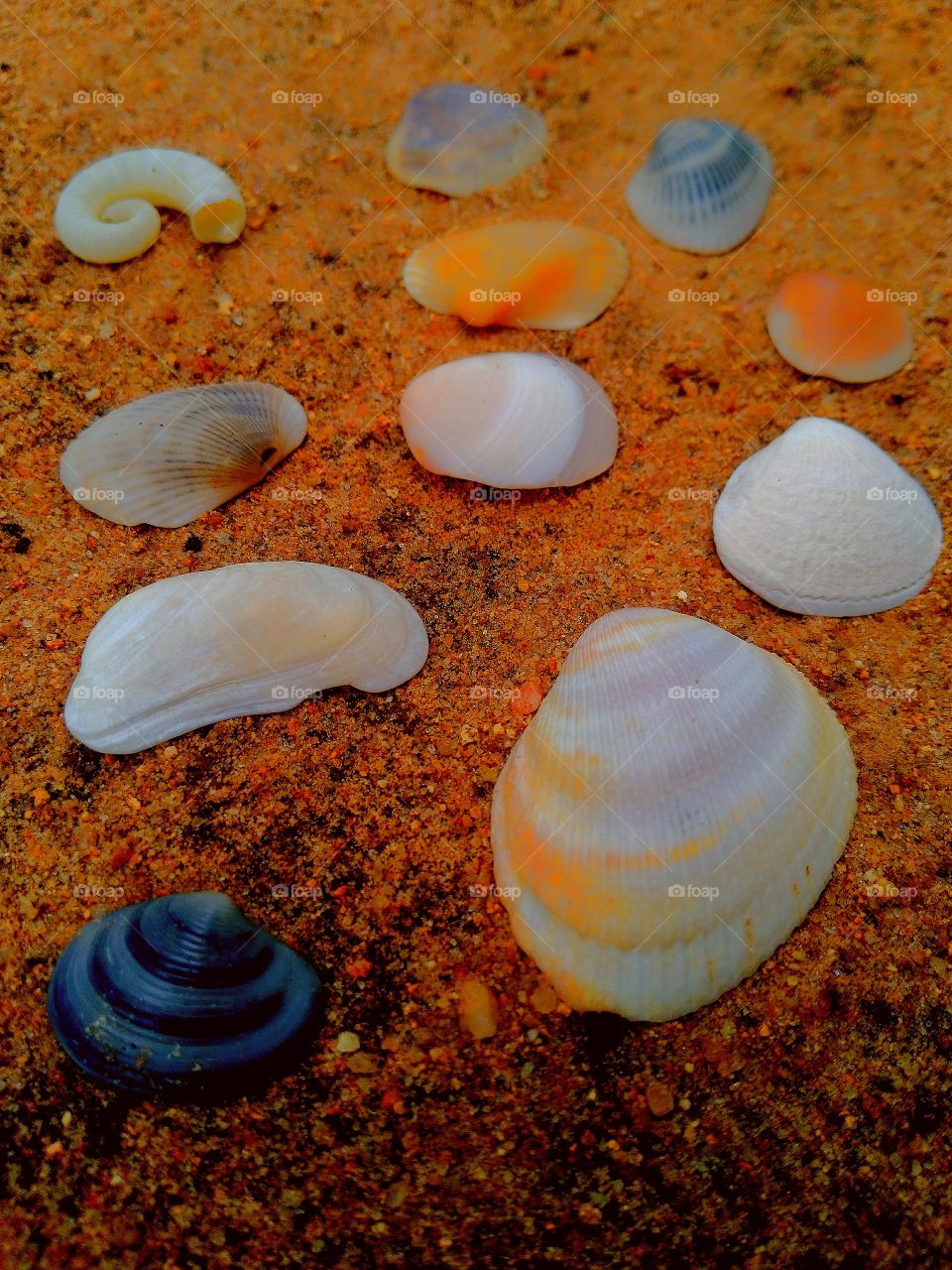 beach animals memory