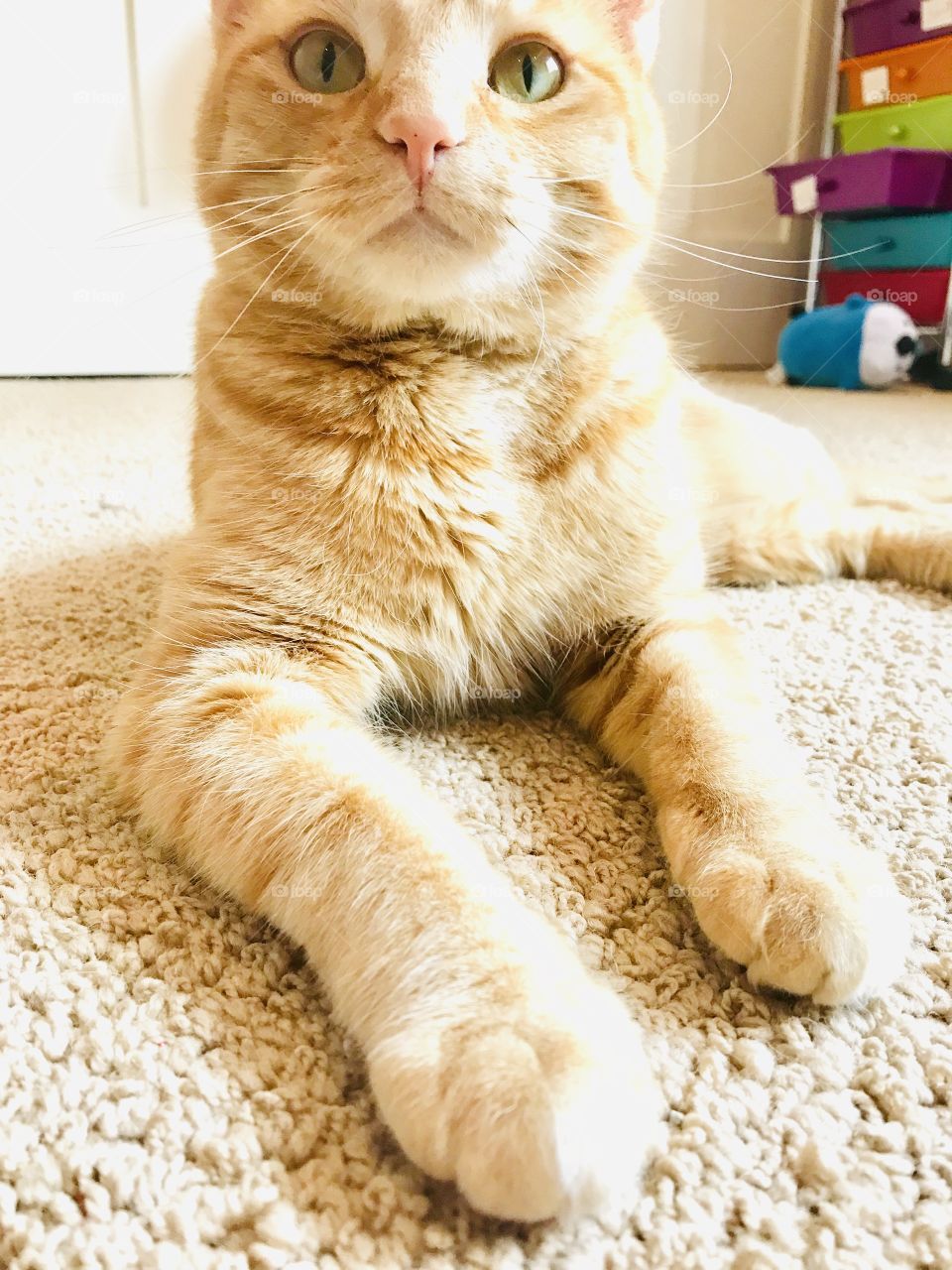 Sweetest orange tabby cat getting his glam shots for the day, and seems to be enjoying it! 
