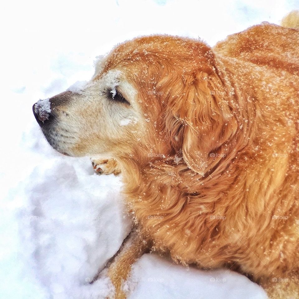 Golden Retriever in the Snow