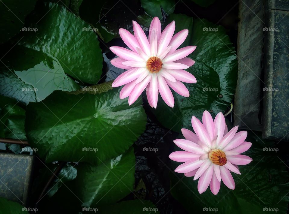 Directly above view of lotus water lily