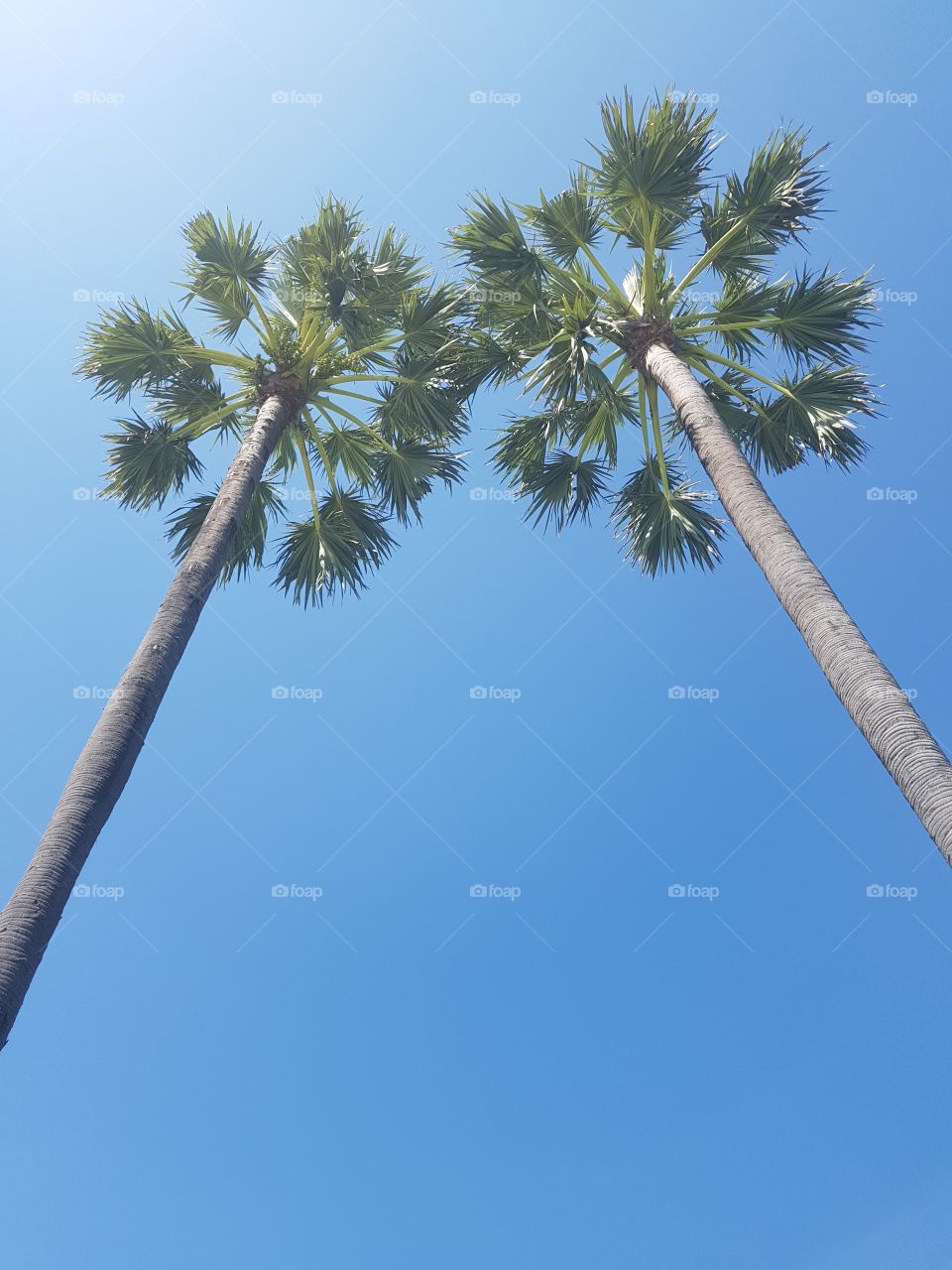 dream vacation destination scenery sugar palm trees on blue sky