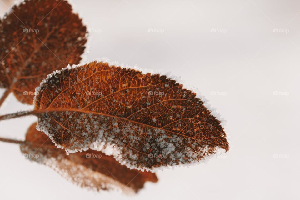 Beautiful frozen branch with orange  leaves