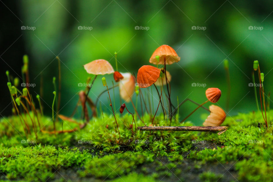A magical world of rare mushrooms