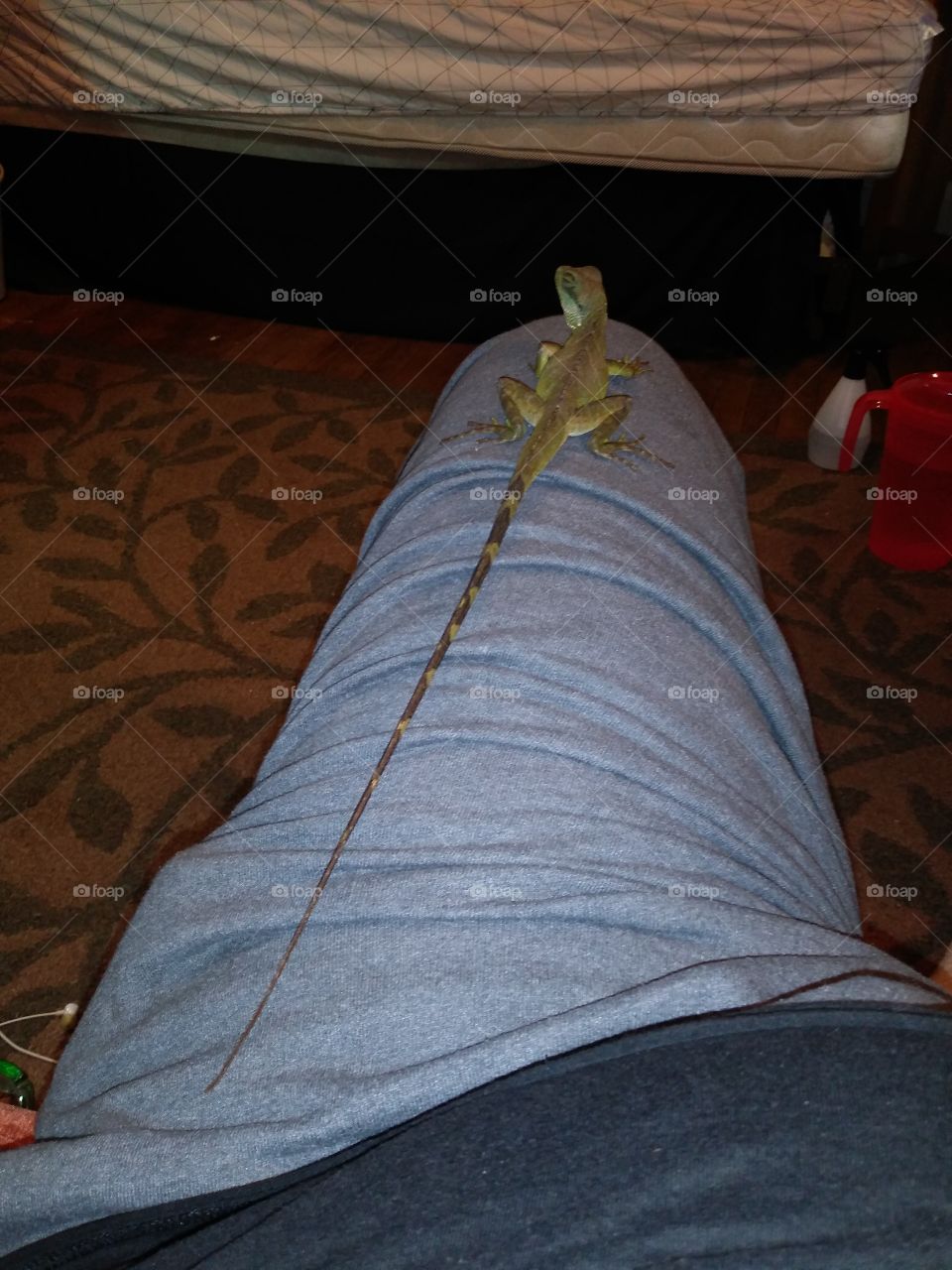 #Longtail #Waterdragon