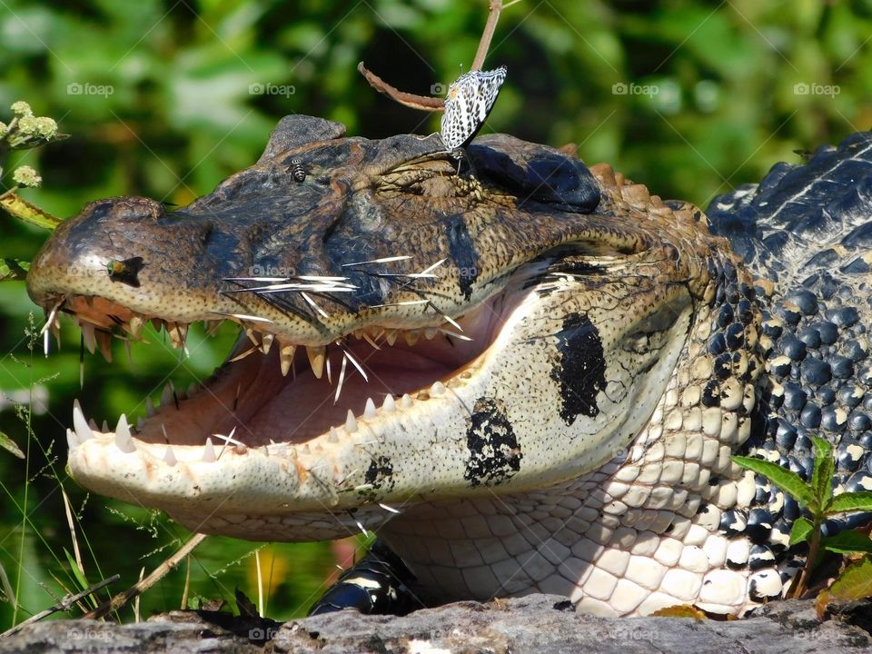 Lagarto descansando después de almorzar un erizo