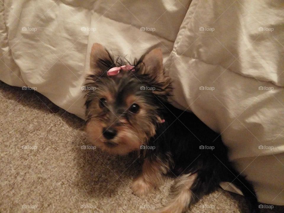 A Yorkie puppy hiding in a white comforter looking quite guilty but still cute.