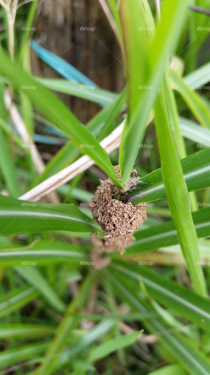 Nest of ants