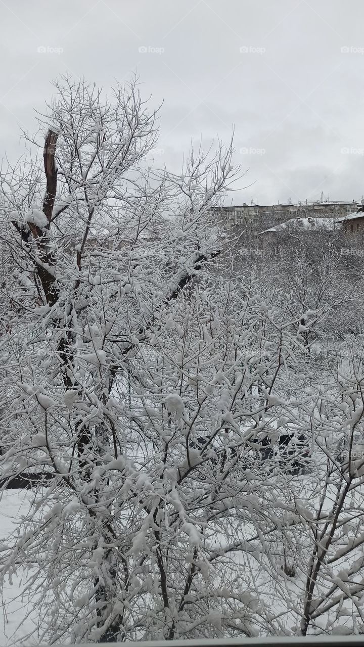 after snowfall trees in snow blanket