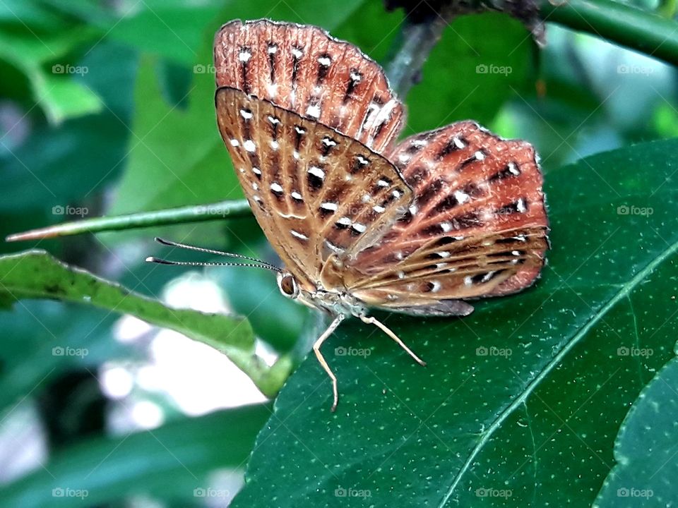 Littile butterfly