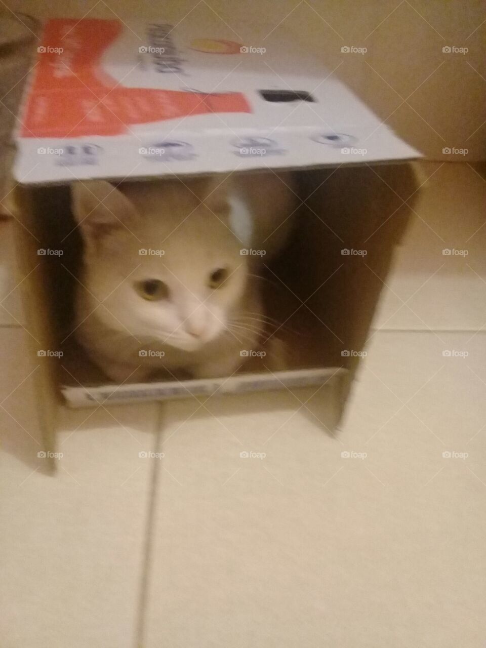 gato na caixa