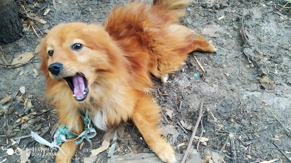 dog, lovely pet