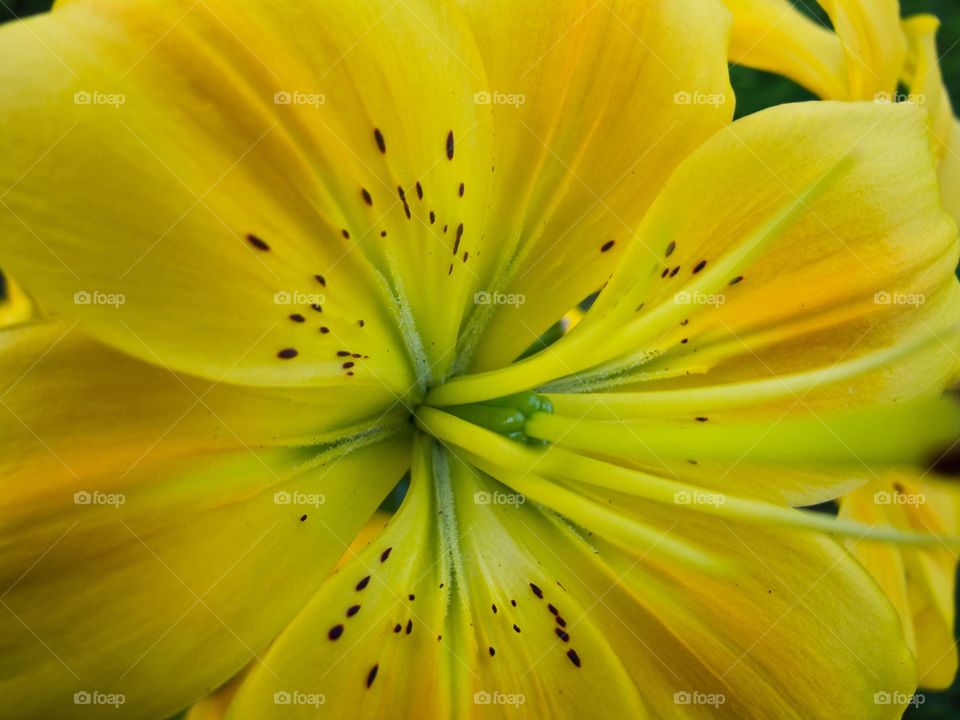 A macro photo of a yellow Lilly.