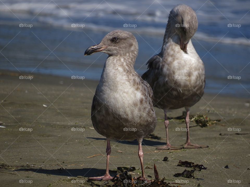 Beached Birds