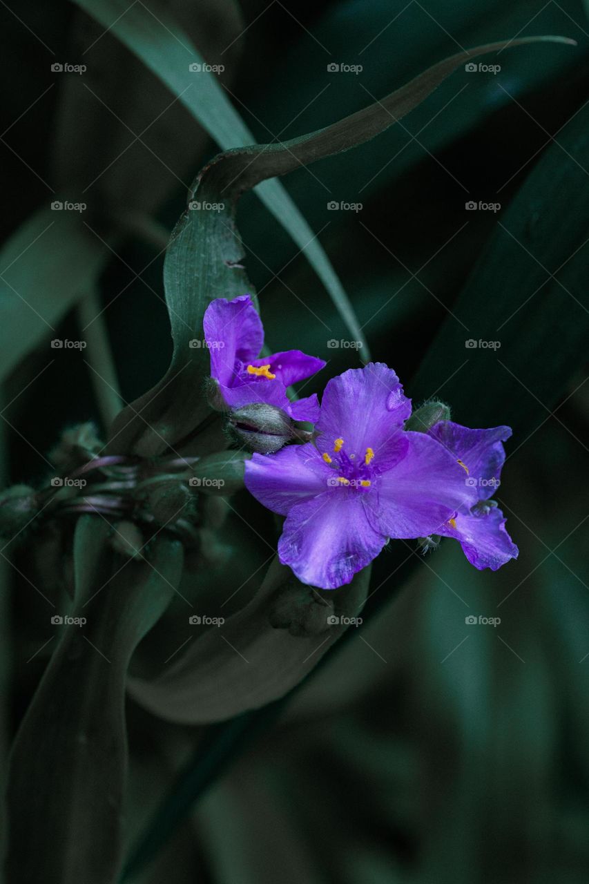 A purple flower almond dark green leaves 