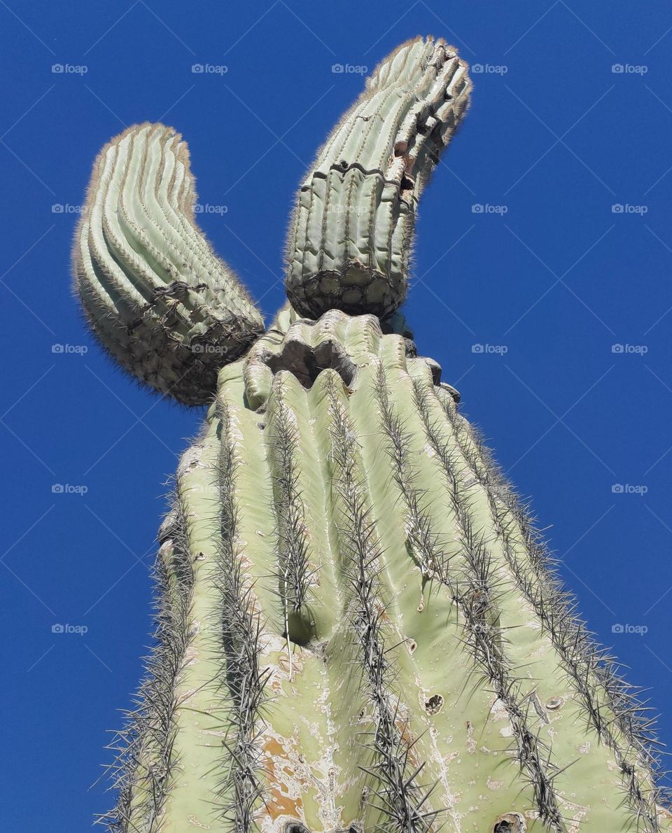 View of Saguaro Cactus from Below