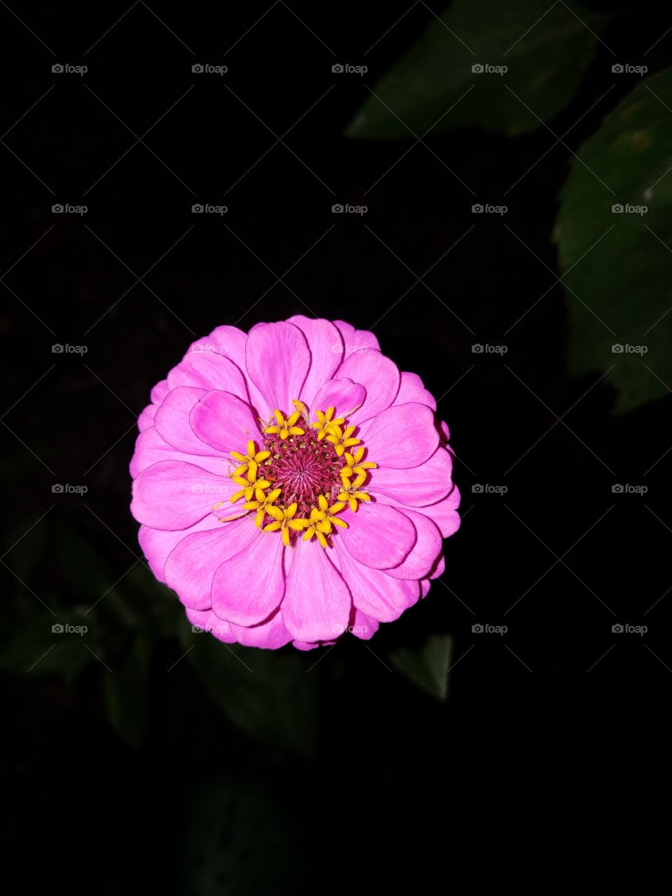 pink zinia flower