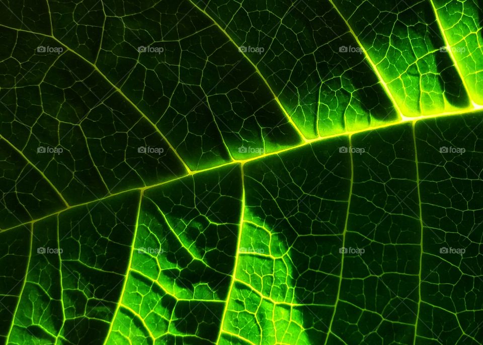 Light shining on the closeup of a poinsettia leaf