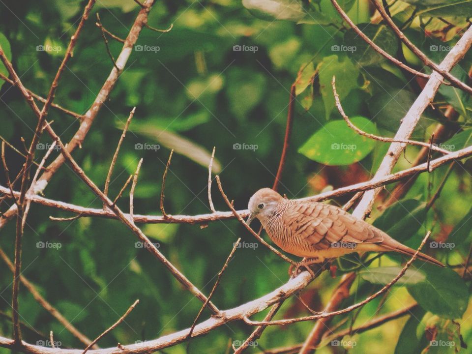 Zebra dove