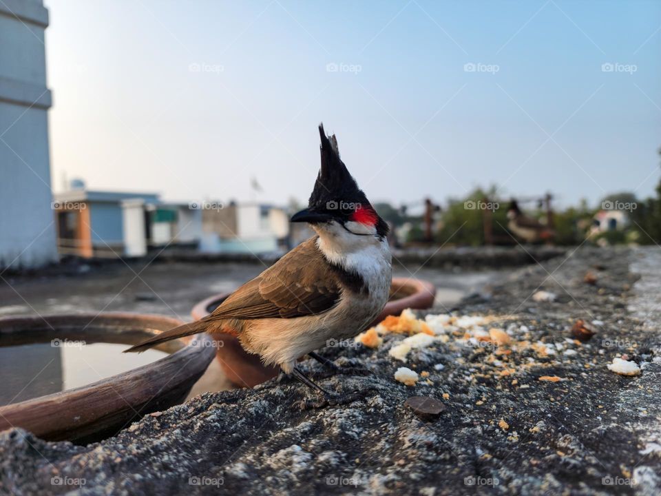 Bulbul bird