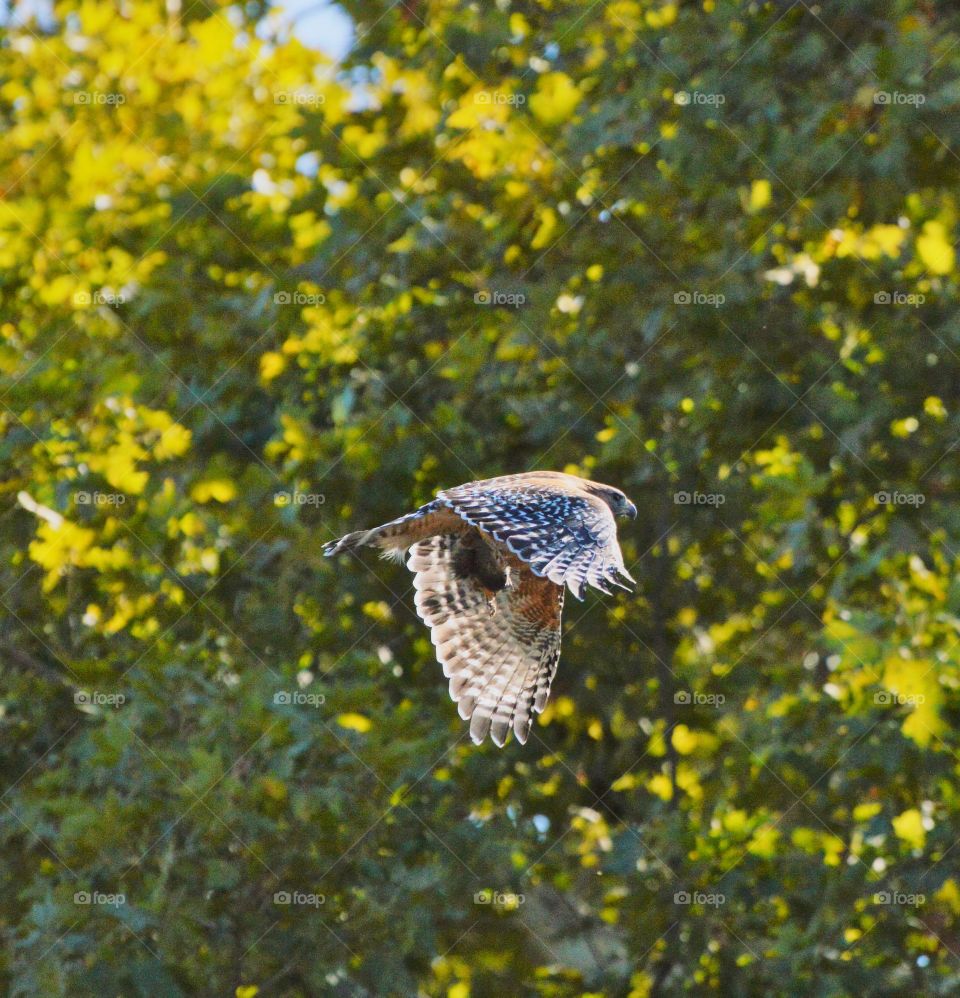 Falcon bird of prey with a squirrel in its claws