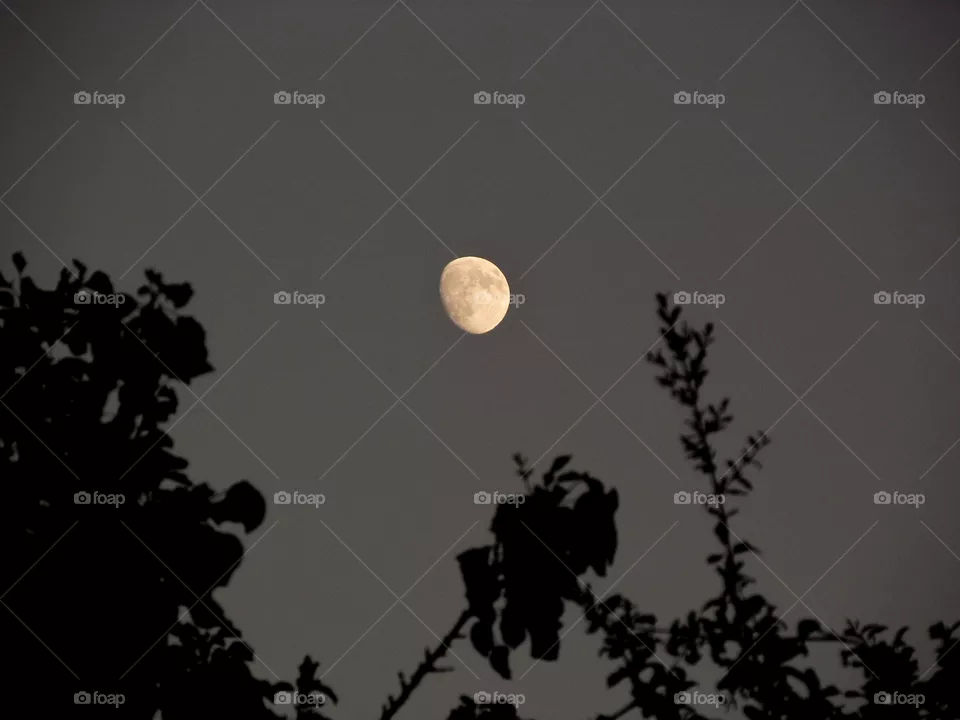 The Moon