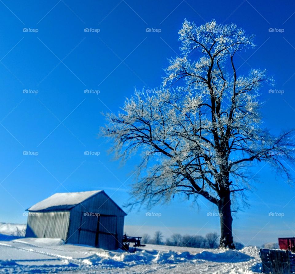 Snow, Winter, No Person, Wood, Frost