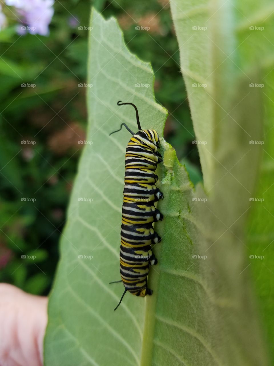 Close-up of a caterpillar on leaf