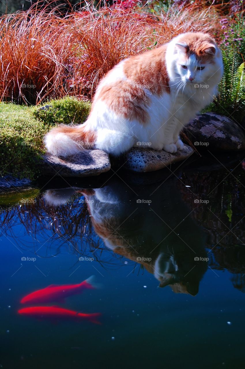 Contemplating kitty. Fez sits quietly at the fish pond watching lunch swim by