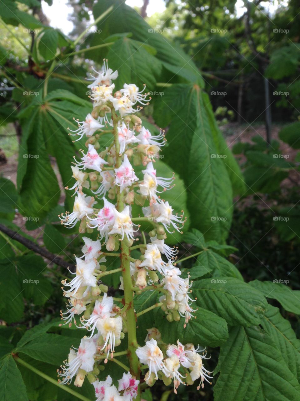 Horse chestnut tree