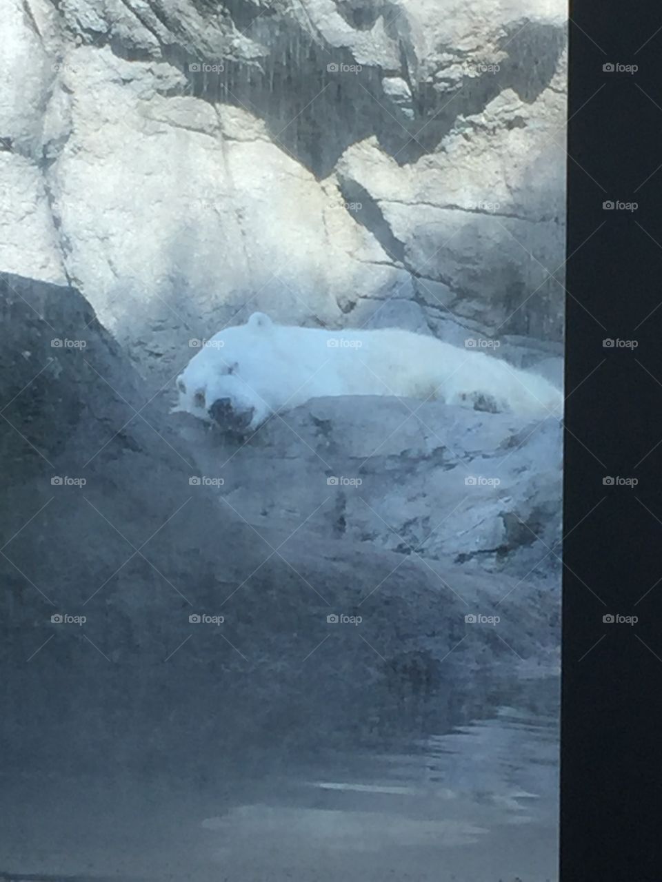 Polar bear sleeping 