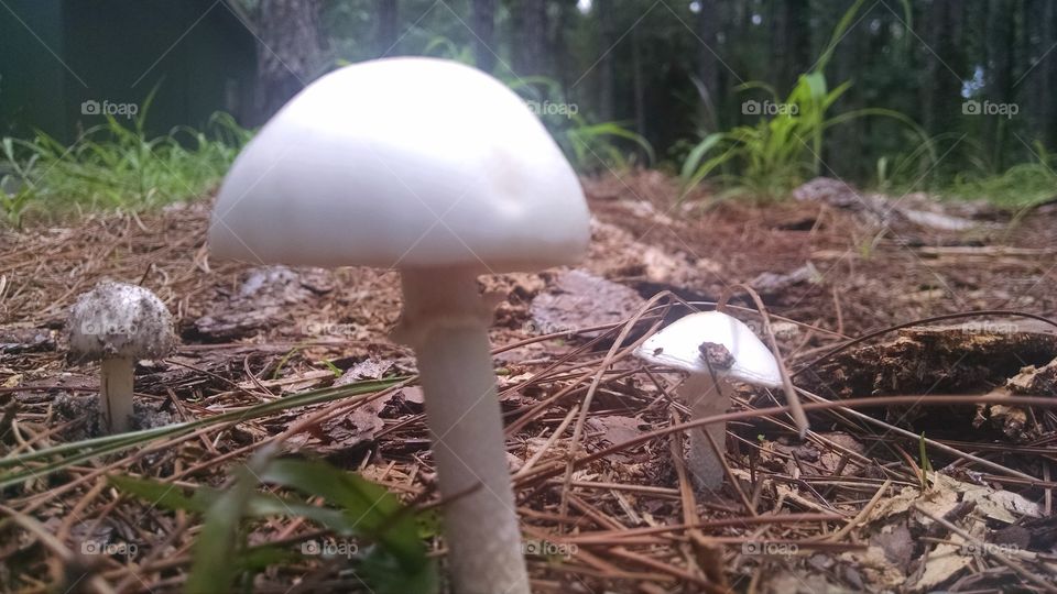 Mushrooms. A family of mushrooms.