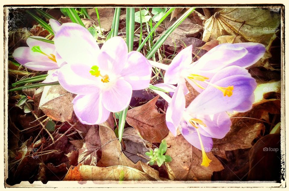 Lovely sign of spring. Purple crocuses in the garden bloom to alert us Spring is here.