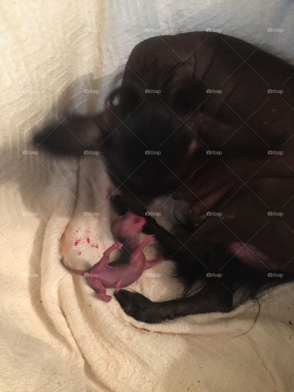 Chinese crested giving birth 