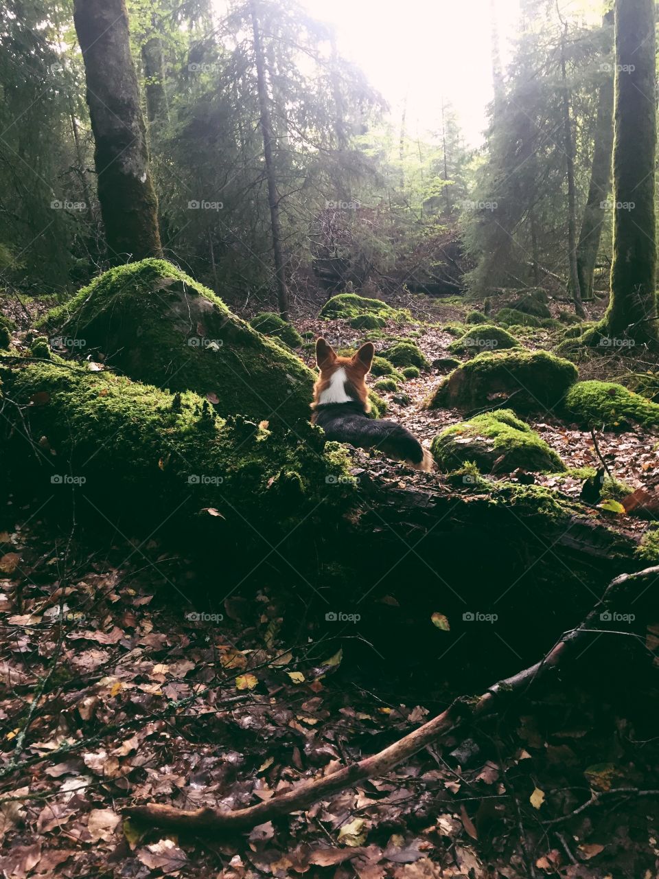 Dog in the forest