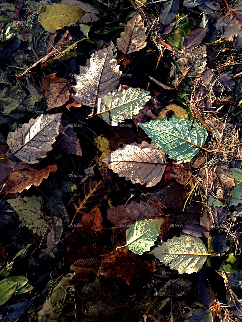 Water drop on autumn leaves