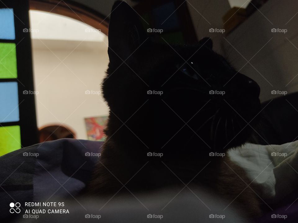 Redmi Note 9S - Cat in the dark