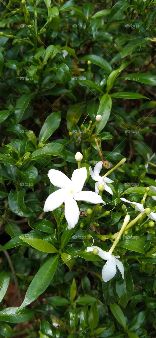 jasmine