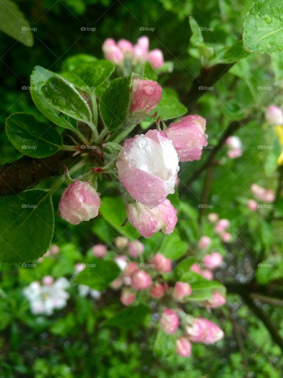 Apple tree in bloom