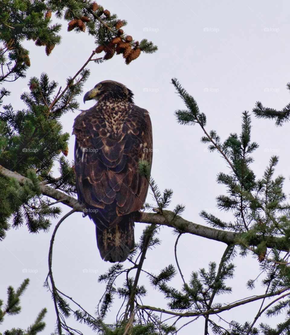 Juvenile bald eagle