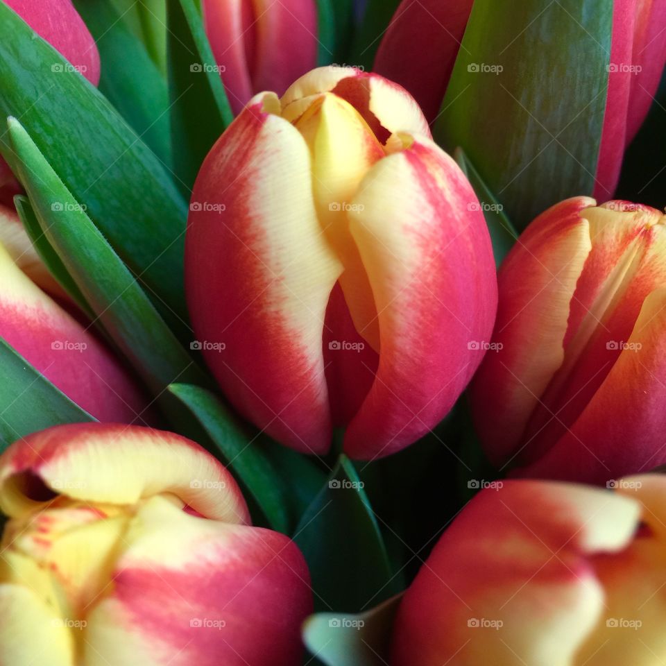 Beautiful tulip