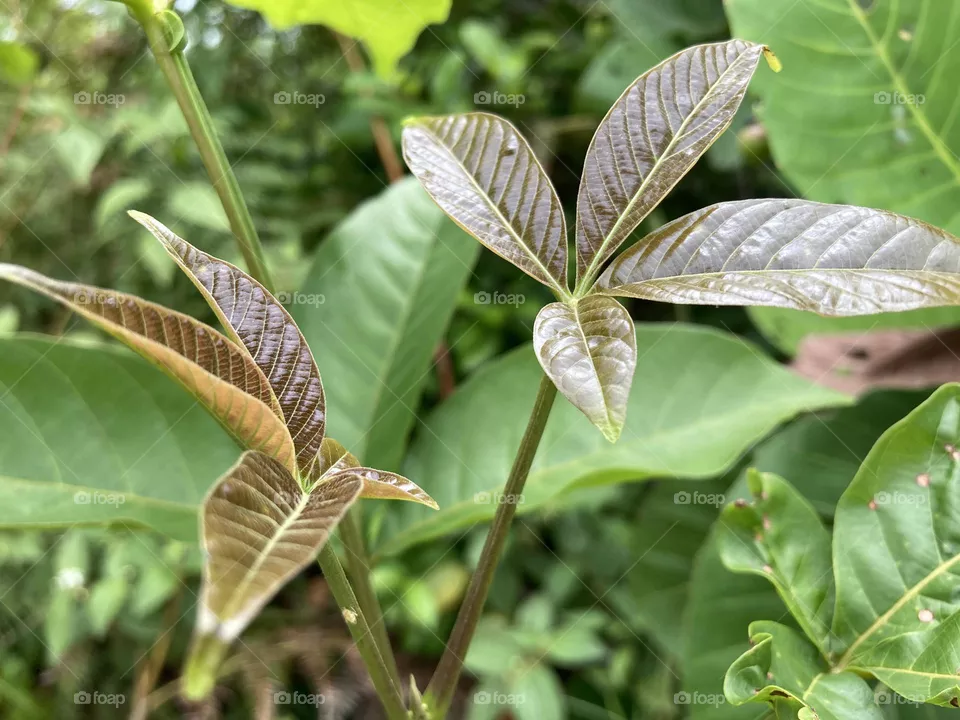 Wild leaves