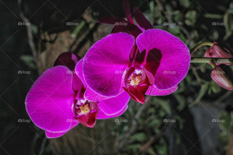 blooming Orchid Flower