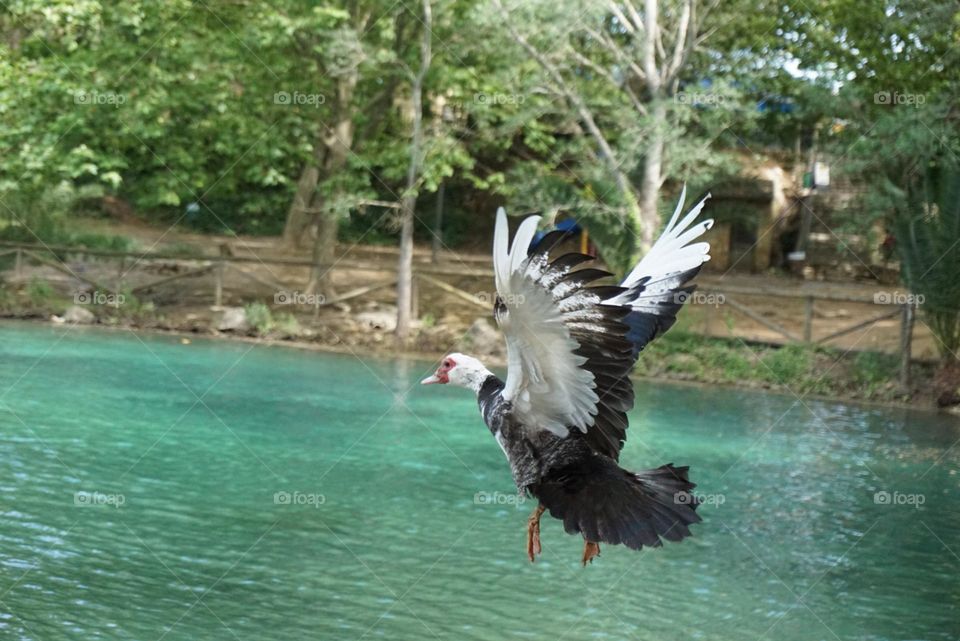 Duck#animal#wild#lake#nature#colors