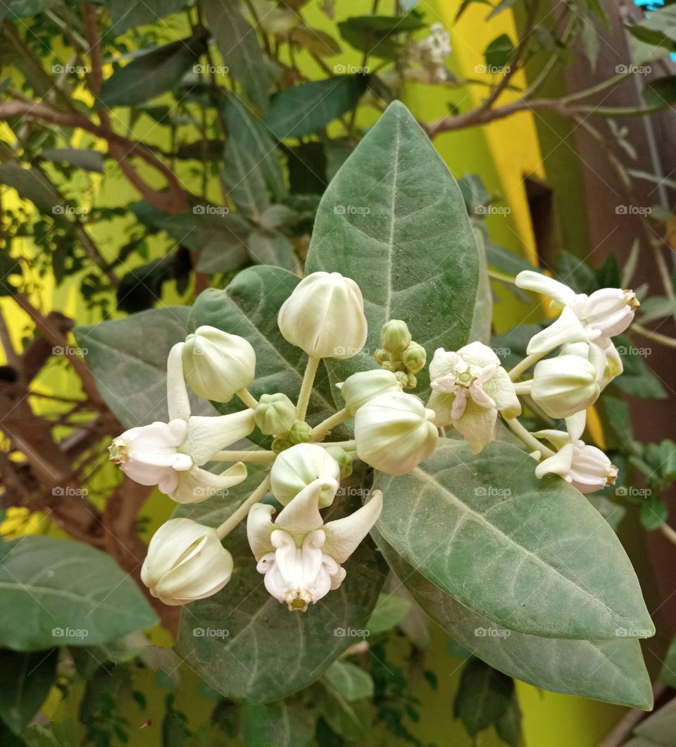 beautiful white flowers🌸🌺🌻🌹🌷🌼💐