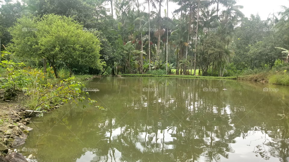 LAGO VEGETAÇÃO
