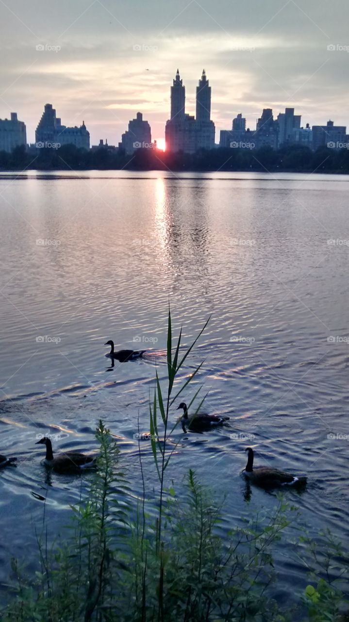 NYC Reservoir Sunset and Ducks