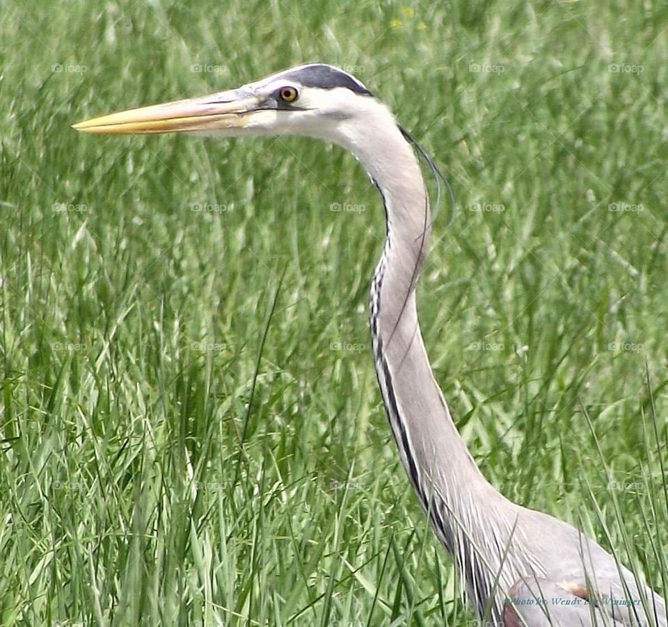 Blue Heron