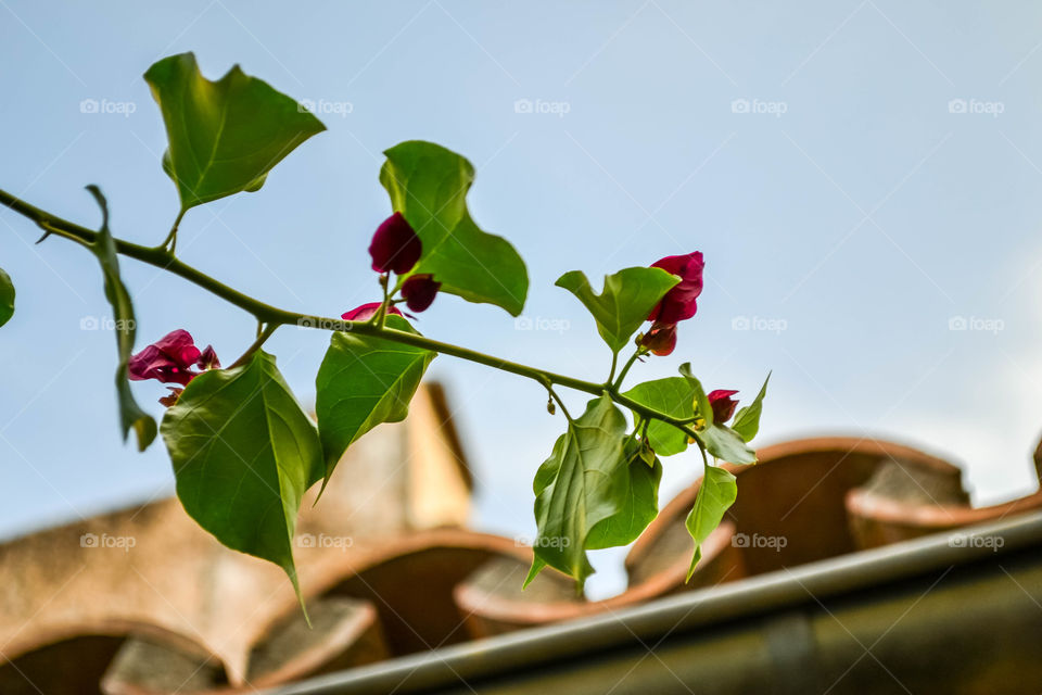 Bougainvillea growing on roof 